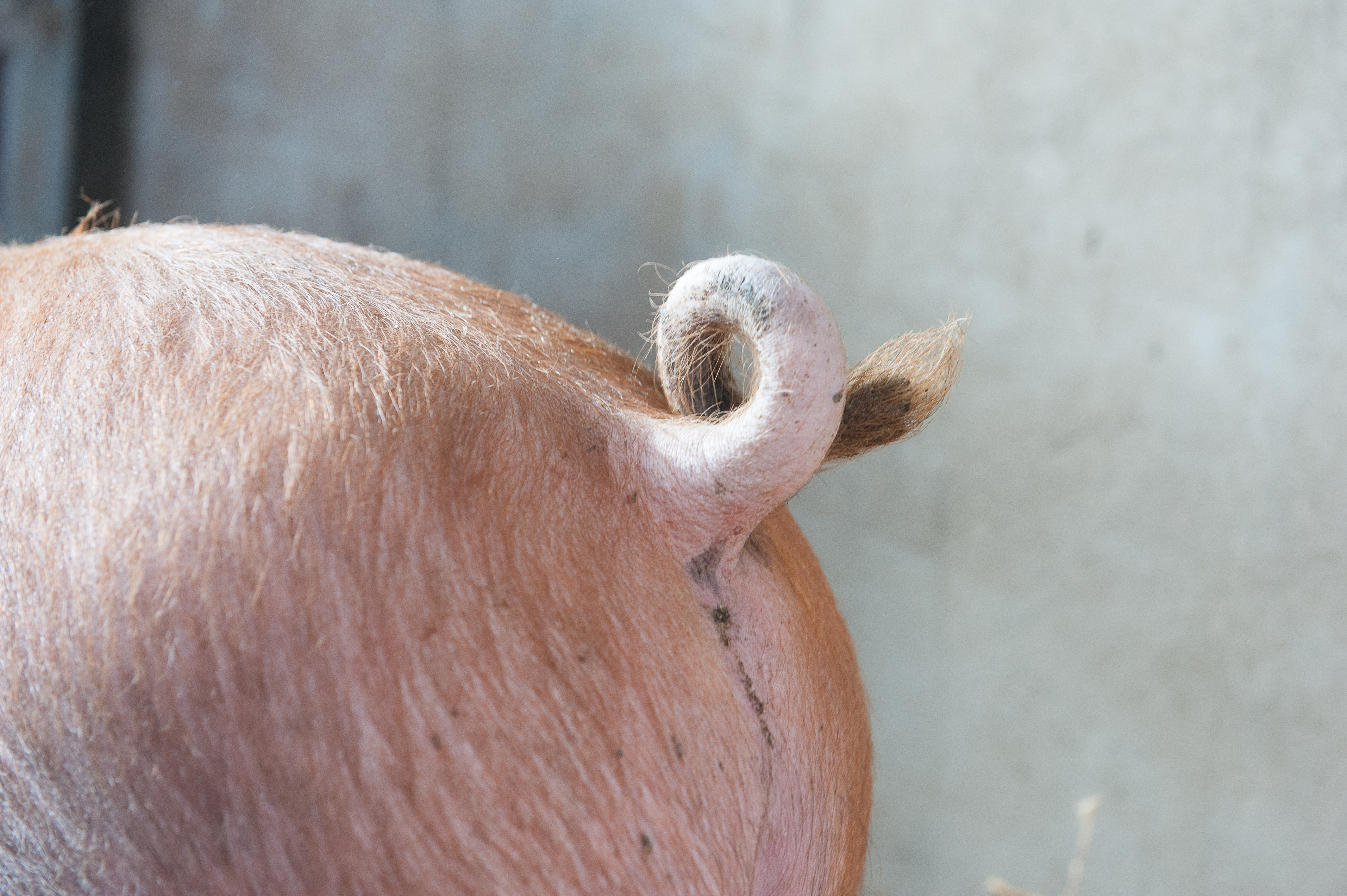 Duroc varken met krulstaart